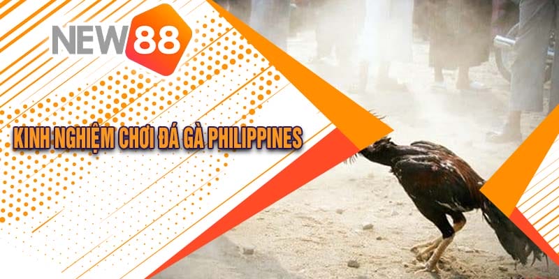 Đá Gà Philippines Tại New88 Cực Hấp Dẫn 2024 3 Các kinh nghiệm chơi đá gà Philippines